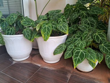 Beyaz tencerelerde bulunan Anthurium kristallinum bitkileri büyük, kadife yeşil yapraklarını beyaz damarlara vurarak sergiliyorlar. Kapalı ve açık havada tropikal zarafet katmak için çarpıcı bir seçim.