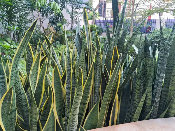 Canlı Sansevieria bitkilerinin yemyeşil bir bahçeye yakın çekimleri, çarpıcı yeşil ve sarı çeşitlilikteki farklı kılıç benzeri yapraklarını sergiliyor, doğal yeşillik ve manzara tasarımı için mükemmel..