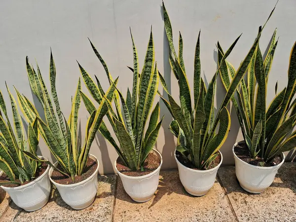 Sansevieria trifasciata bitkilerinin sıra sıra beyaz kaplarda nötr bir arka plana karşı, çarpıcı dikey büyüme ve canlı yeşil-sarı çeşitli yapraklar sergiliyor. Kapalı ve açık hava dekorasyonu için ideal.