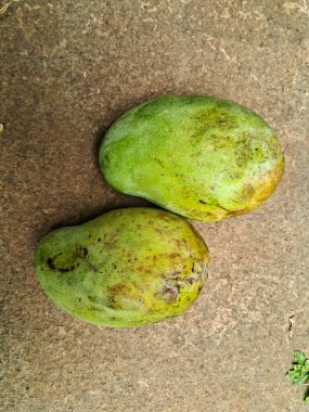 Meyve bahçesi geçmişi olan iki yerel mango.