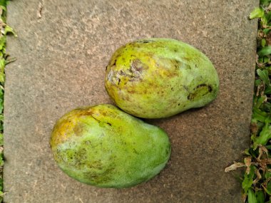 Meyve bahçesi geçmişi olan iki yerel mango.