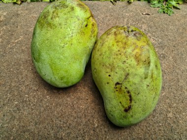 Meyve bahçesi geçmişi olan iki yerel mango.