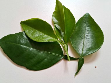 Kireç yaprakları yeşil, beyaz arka planda izole edilmiş. 