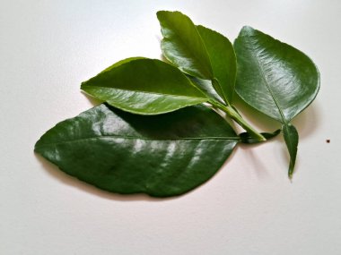 Kireç yaprakları yeşil, beyaz arka planda izole edilmiş. 