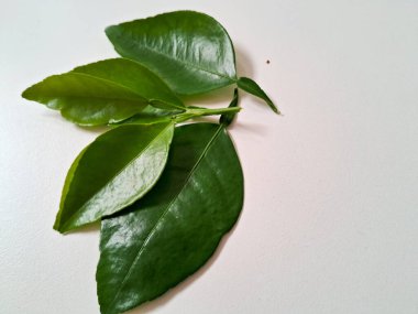 Kireç yaprakları yeşil, beyaz arka planda izole edilmiş. 