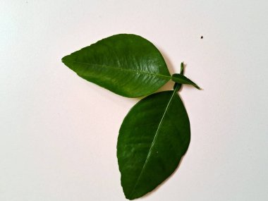 Kireç yaprakları yeşil, beyaz arka planda izole edilmiş. 