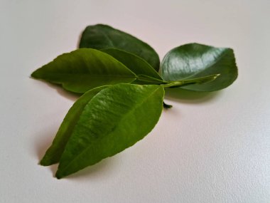 Kireç yaprakları yeşil, beyaz arka planda izole edilmiş. 