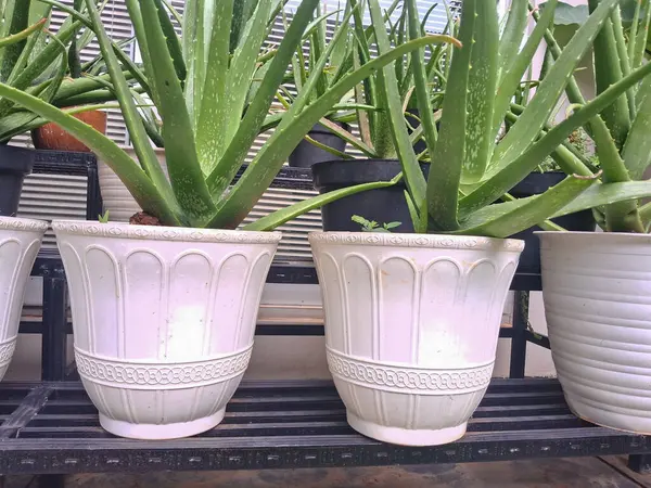 Açık hava ve teras dekorasyonu için siyah alüminyum raftaki güzel aloe vera bitkisi. Çeşitli küçük ve kısa bitki örtüleriyle tropikal bahçe tasarımı