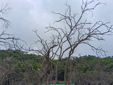 Sülfür gölünün büyüleyici manzarası ve Bandung, Kawah Putih 'deki ahşap yürüyüş yolu. Bu volkanik krater gölü, engebeli tepeler ve uçurumlarla çevrili, eşsiz ve başka dünyalara ait bir manzara yaratır..