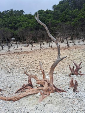 Sülfür gölünün büyüleyici manzarası ve Bandung, Kawah Putih 'deki ahşap yürüyüş yolu. Bu volkanik krater gölü, engebeli tepeler ve uçurumlarla çevrili, eşsiz ve başka dünyalara ait bir manzara yaratır..