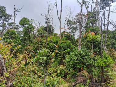Garden Roof Top Sunan Ibu, sarp kayalıklar ve yemyeşil bitki örtüsüyle çevrili turkuaz suyla volkanik krater gölü muhteşem manzara..
