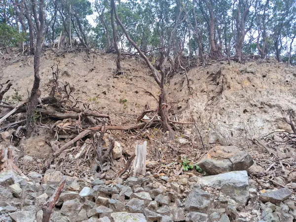 Sülfür gölünün büyüleyici manzarası ve Bandung, Kawah Putih 'deki ahşap yürüyüş yolu. Bu volkanik krater gölü, engebeli tepeler ve uçurumlarla çevrili, eşsiz ve başka dünyalara ait bir manzara yaratır..