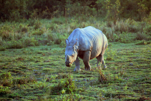 Hierba Mamífero Indio Naturaleza Safari Rinoceronte Grande Cerca Fondo Negro — Foto de Stock