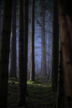 Mavi sis şafakta bir köknar ormanını örtüyor, serin sisle çelişen canlı yeşil yosunlarla. Yan ışık, sakin sahneye derinlik ve entrika ekleyerek merkezi bir köknar ağacını ön plana çıkarıyor..