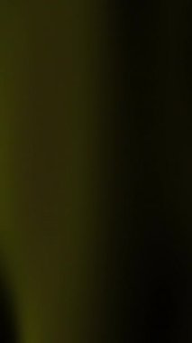 Koyu yeşilden siyah renge. Web sitesi afişleri, sosyal medya paylaşımları ve modern görünüme ihtiyaç duyan grafik tasarım projeleri için uygundur..