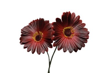 Kırmızı gerbera çiçeği beyaz arka plan ve seçici odak noktasını izole etti. İki çiçek açar.