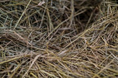 Arka plan için kuru saman yığını. Pirinç pipetleri ya da kuru otlar. Seçici odak