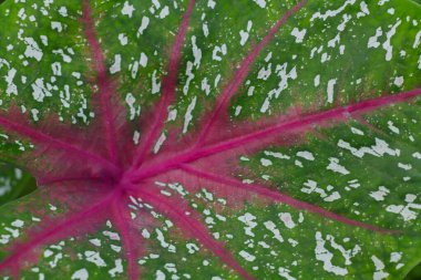 Caladium fabrikası. Caladium yaprağı arkaplanı