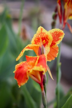 Canna indica flower. Orange and yellow flowers clipart