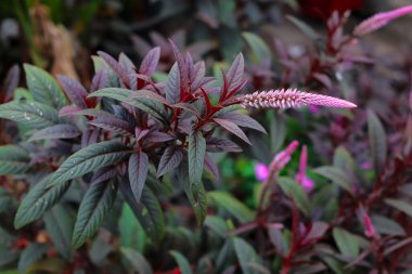Boroco ya da celosia argentea çiçeği çeşitli hastalıklar için doğal tıp için bir bitkidir..