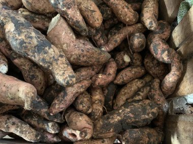 Büyük bir tatlı patates grubu. Yaklaş.