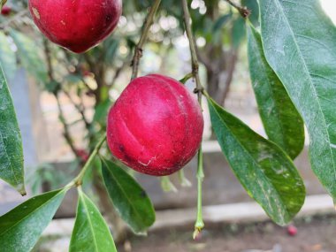 Mahkota dewa or God's Crown or Phaleria macrocarpa hanging on the tree with blurred background. This fruit use for traditional medicine because it has high antioxidants clipart