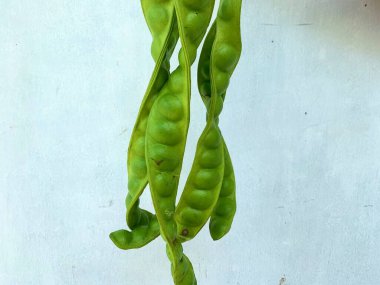 Kokuşmuş fasulye ya da Parkia Specosa Hassk beyaz arka planda izole edilmiş. Taze sebze.