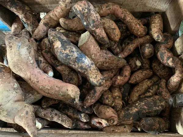 stock image Large group of sweet potato close up