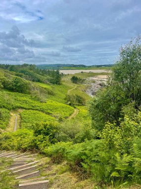 Sahil yolu Orman manzaralı Donegal İrlanda