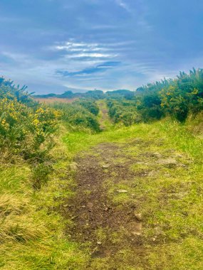 Carmoney Hill Yolu ve Gorse