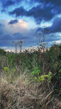 Wildflowers Against Sky Carnmoney HIll clipart