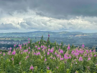 Wildflowers and Stormy Sky Carnmoney Hill clipart