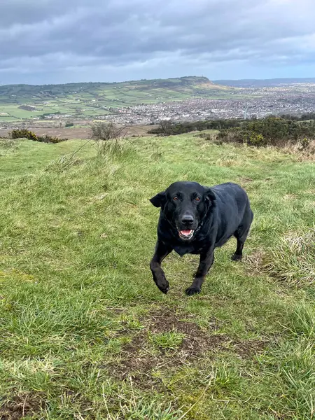 stock image Smiling Labrador on Carnmoney Hill Northern Ireland