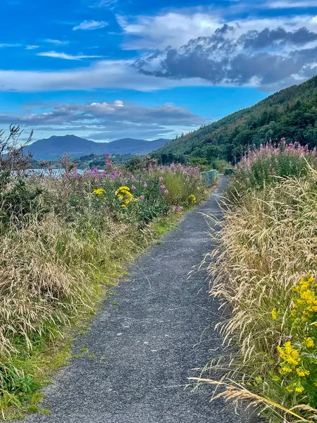 Yaban çiçekleriyle Carlingford Lough Gölü Yolu