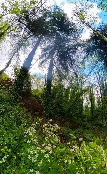 stock image Trees, Clouds and Wildflower Carnmoney Hill