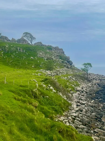 stock image Windswept Trees at Murlough Bay