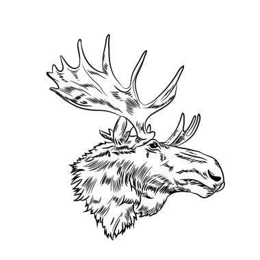 Moose baş vektör illüstrasyon logosu, t-shirt tasarımı için mükemmel, vahşi yaşam macerası ve kurtarma logosu