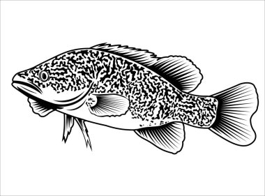 Murray Cod Vector illüstrasyon tasarımı, gömlek tasarımı ve balıkçılık kulübü logosu için mükemmel.