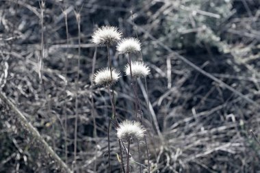 Bulanık arka planda tüylü karahindiba kabarıklıklarının sığ odağı. Sonbahar entrikası - solmuş bitkilerin kuru ince dalları ile bulanık bir arka planda Jacobaea vulgaris kuru cilt.