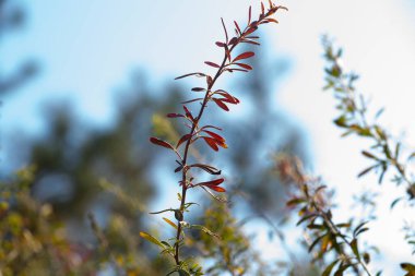 Çalının kıvrımlı dallarında, bulanık arka planda güzel leylak yaprakları. Doğa tasarımı konsepti. Seçici odak