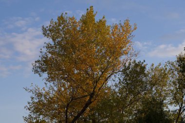 Mavi gökyüzüne karşı kırmızı ve sarı sonbahar yaprakları