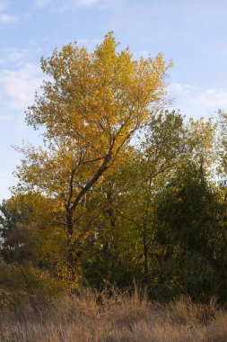 Mavi gökyüzüne karşı kırmızı ve sarı sonbahar yaprakları