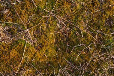 Sonbaharda Forest Gölü. Gölün kıyısındaki sazlıklar ve ormanlar. Güzel manzara.