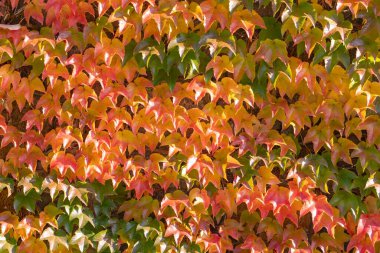 Şehirdeki bir duvarda renkli sonbahar yaprakları. Sonbahar manzarası. (Parthenocissus quinquefolia) Sonbahar yapraklarının güzel renkleri. Kırmızı ve sarı akçaağaç dokusu