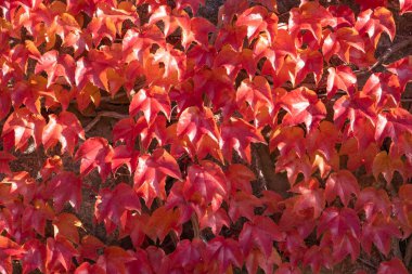 Şehirdeki bir duvarda renkli sonbahar yaprakları. Sonbahar manzarası. (Parthenocissus quinquefolia) Sonbahar yapraklarının güzel renkleri. Kırmızı ve sarı akçaağaç dokusu