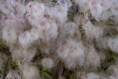 Fluffy Clematis Virginiana seeds as a natural decoration for parks. White fluff on a liana in nature. White fluffy cotton flowers in the garden. clipart