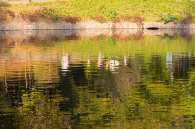 Sonbahar yaprakları, sonbahar çiçekleri. Ağaçlar ve yapraklarla dolu güzel sonbahar manzarası..