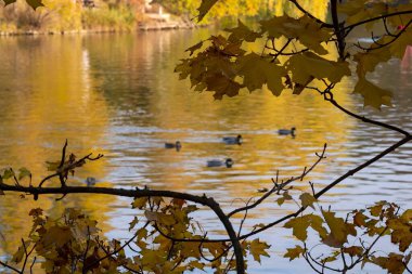 Sonbahar yaprakları, sonbahar çiçekleri. Ağaçlar ve yapraklarla dolu güzel sonbahar manzarası..