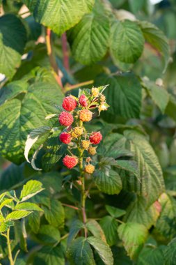 Bahçedeki bir çalılıkta ahududu. Bahçedeki ahududu ağacını kapat..