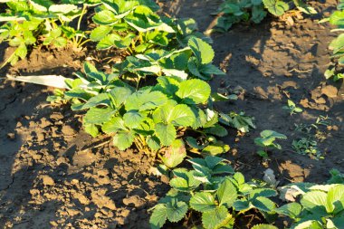 Meyve verdikten sonra bahçede çilek çalıları.